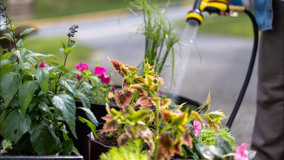 Container Garden Project - Full Sun Plants
