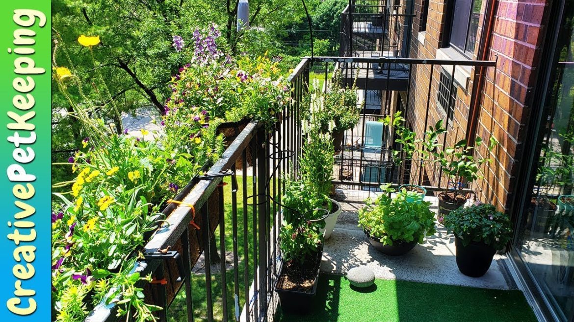 My Beginner Apartment Garden 🍋 Container Gardening (fruit, herbs, native flowers)