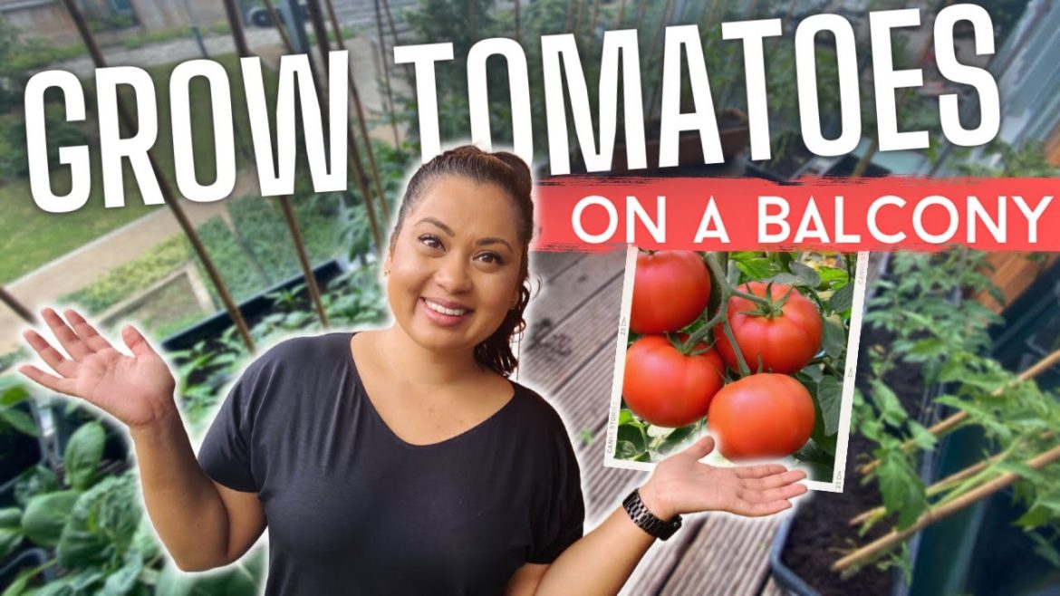 Beginner gardener tips – How to grow lots of tomatoes, not leaves ๐
๐ฟ Beginner gardener tips - How to grow lots of tomatoes, not leaves ๐
๐ฟ