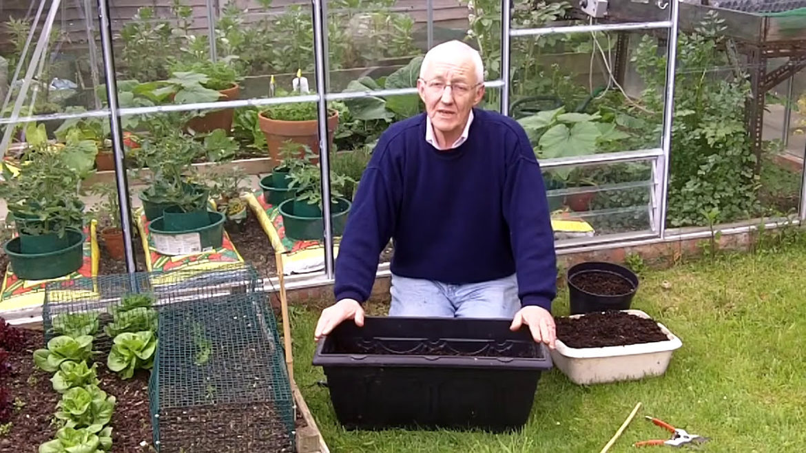 Container Gardening Ideas - Growing Carrots