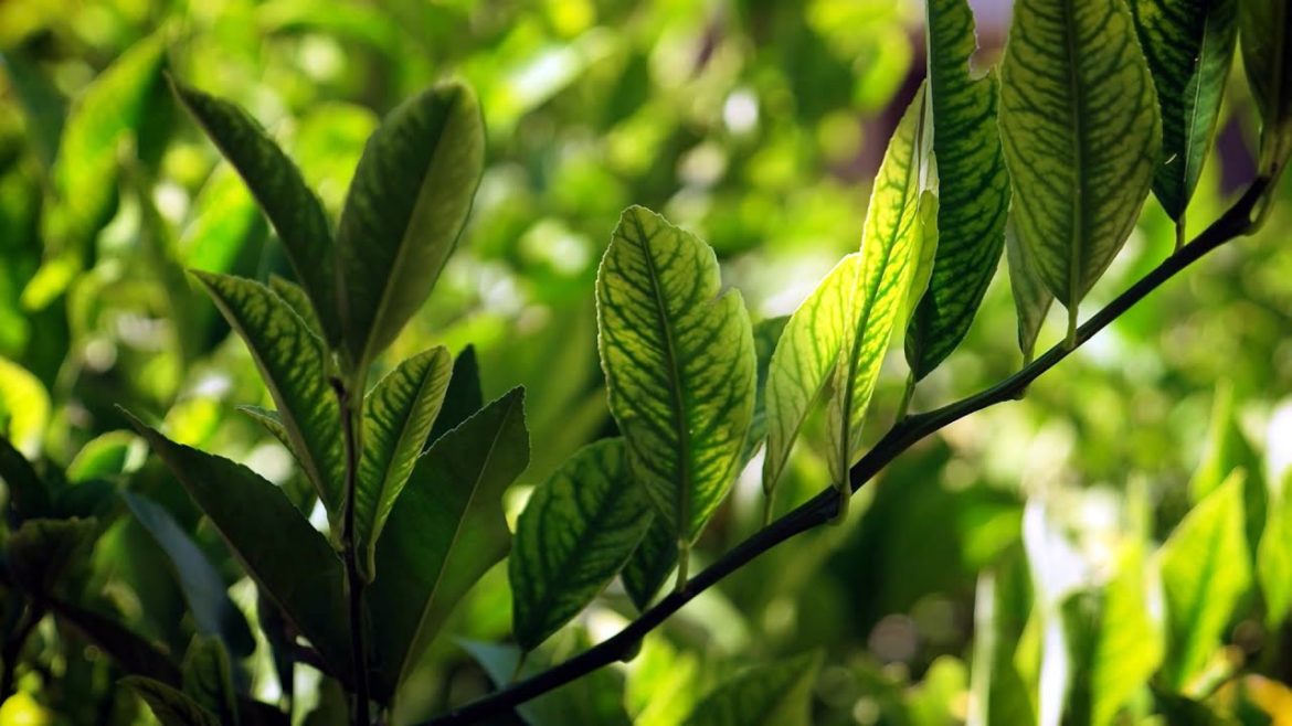 The Garden Gurus - Trev’s Autumn Garden Tips