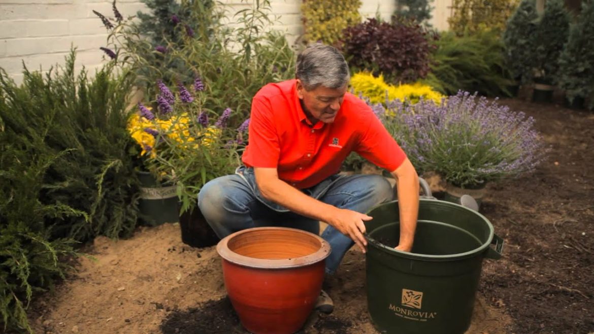How to Start a Butterfly Bush in a Container : Garden Savvy How to Start a Butterfly Bush in a Container : Garden Savvy