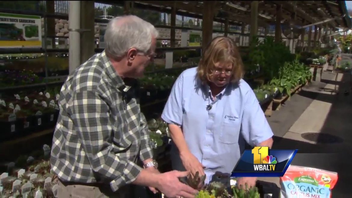 Sunday Gardener: Tips for planting succulents Sunday Gardener: Tips for planting succulents