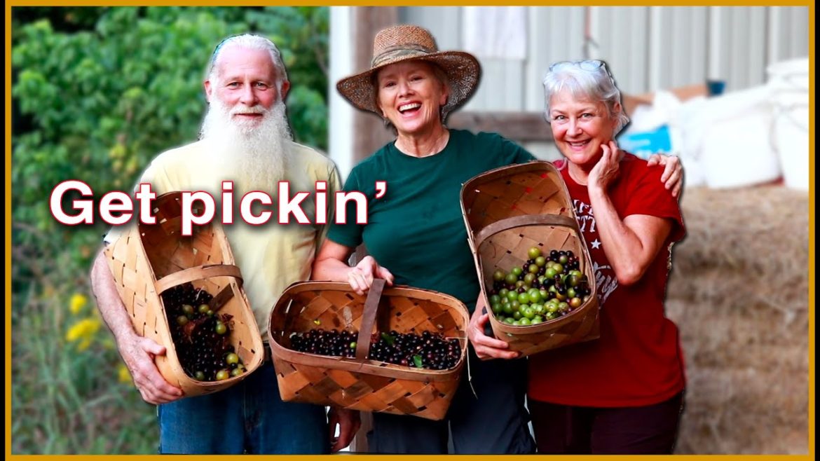 Kaye Kittrell: MUSCADINE GRAPES Pick-Your-Own! FIELD TRIP with FRIENDS! MUSCADINE GRAPES Pick-Your-Own! FIELD TRIP with FRIENDS!