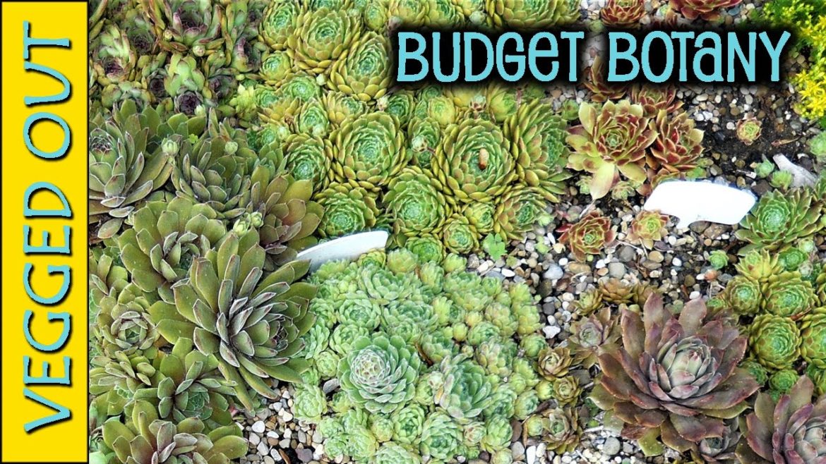 SUCCULENTS GARDENING ON A BUDGET - Cheap Tools Supplies - Cacti & Succulent Garden