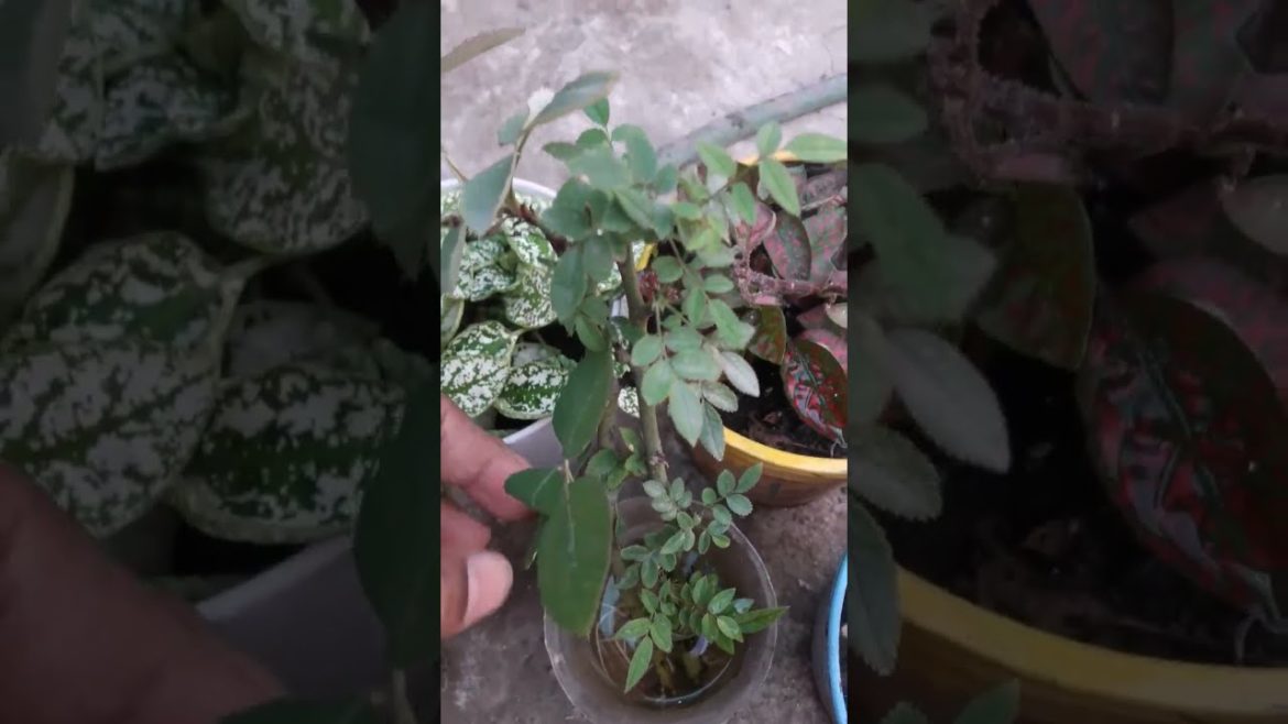 932🌿🥀#rose cutting in water#waterPropagating of #rose#shorts#Trends#gardening