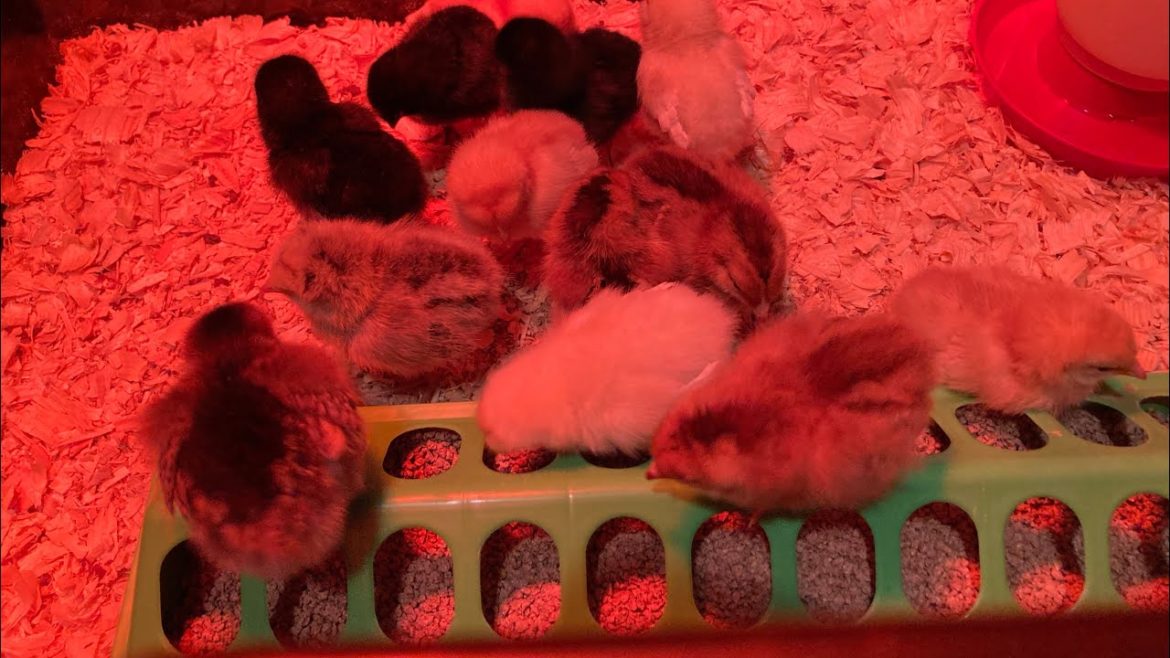 Lucky 13! Babies are home! Check out the condo they will live in!