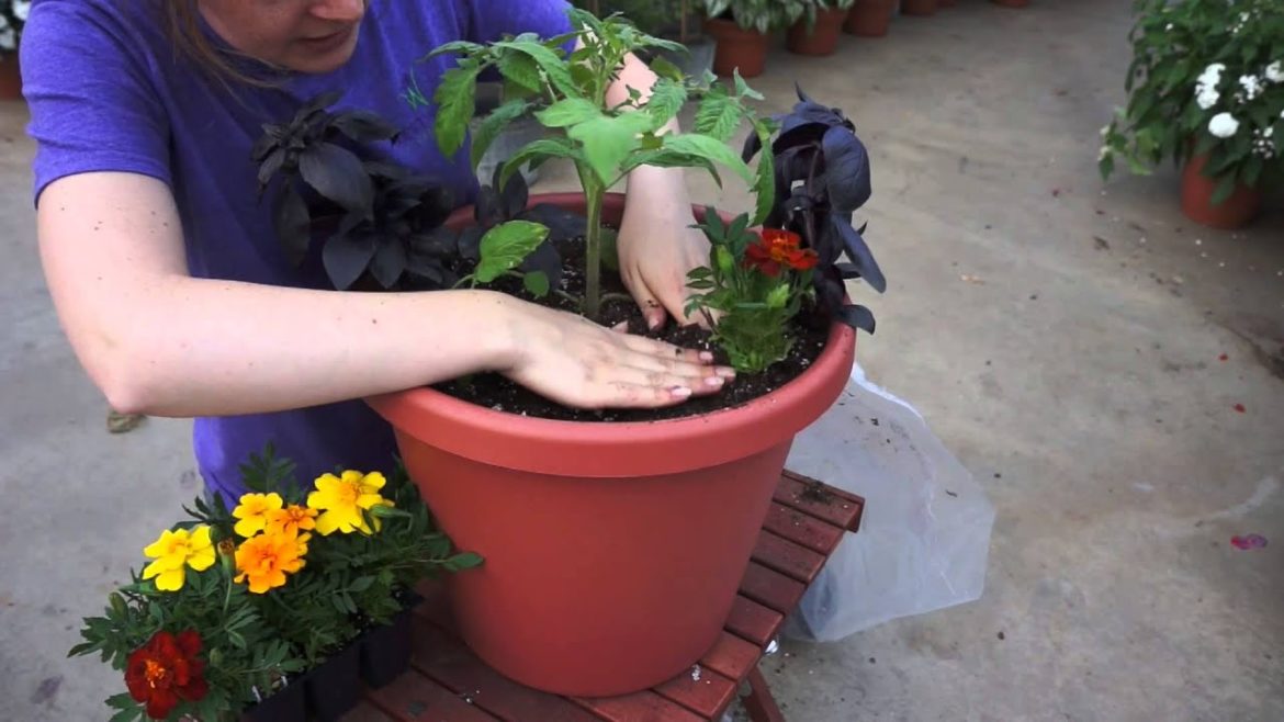 How to Make a Tomato Container Garden