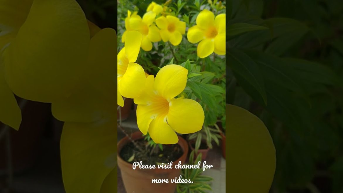 ||  GOOD DAY FRIENDS WITH MY ALLAMANDA  ||   #shorts #youtubeshorts #trends #gardening