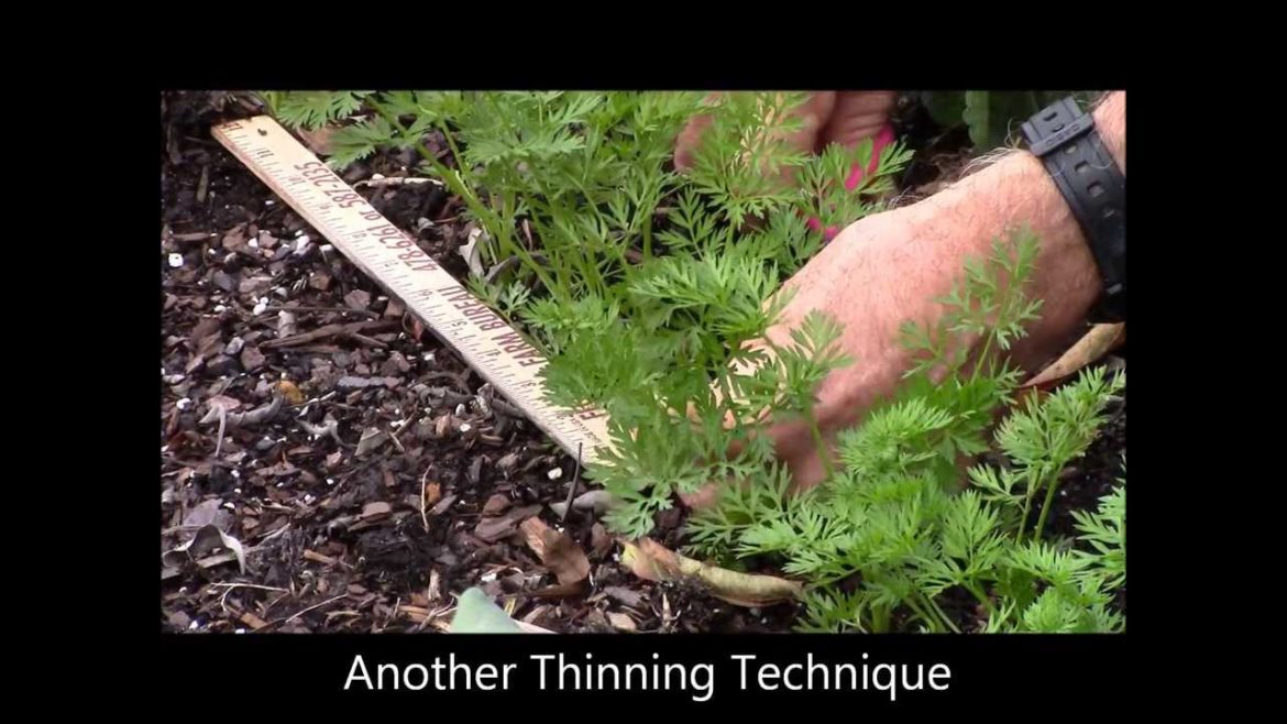 Winter Vegetable Gardening: Thinning Carrots