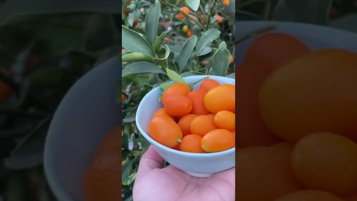 Kumquats from the backyard edible garden #shorts  #kumquat #gardening #edible