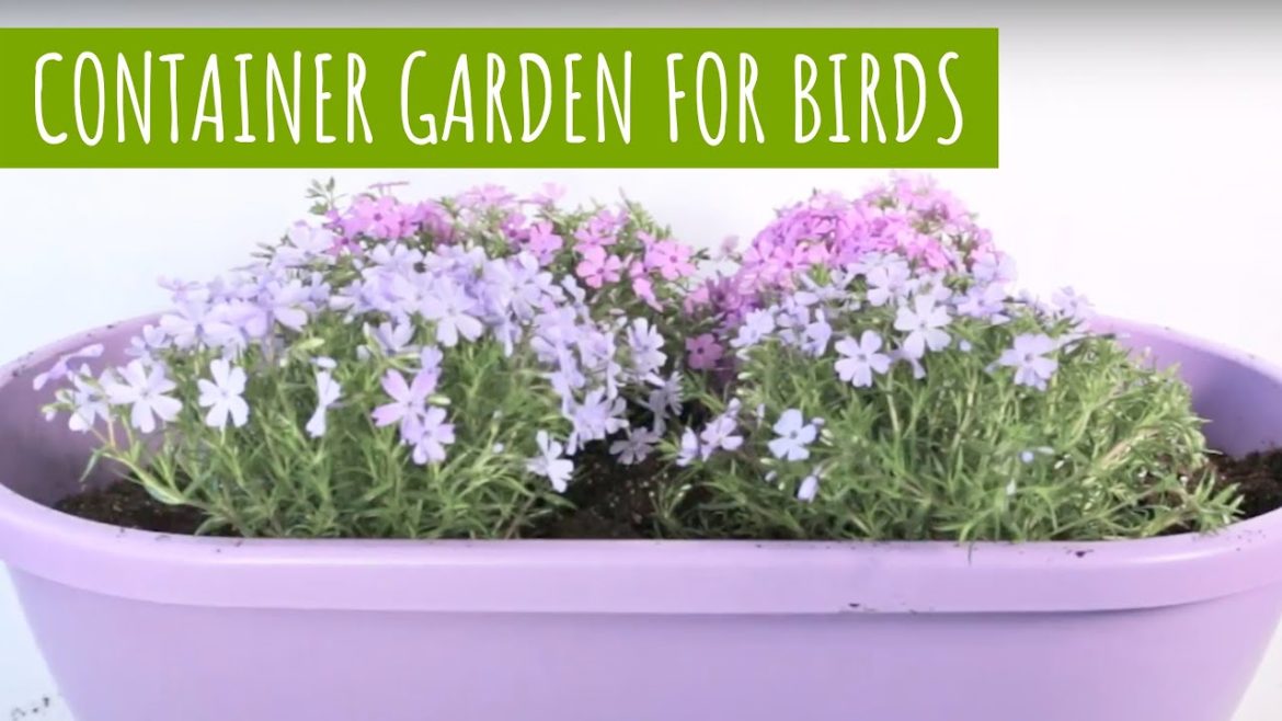 DIY: Container Garden for Birds
