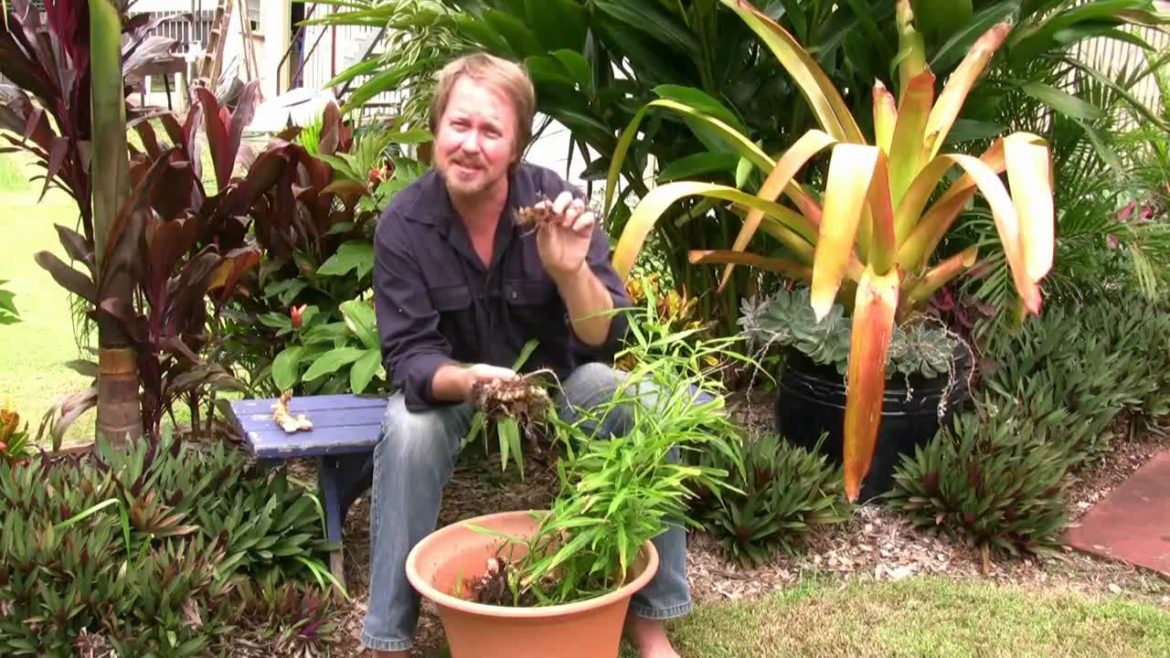 Vegetable Gardening: Growing Edible Ginger - How to grow ginger