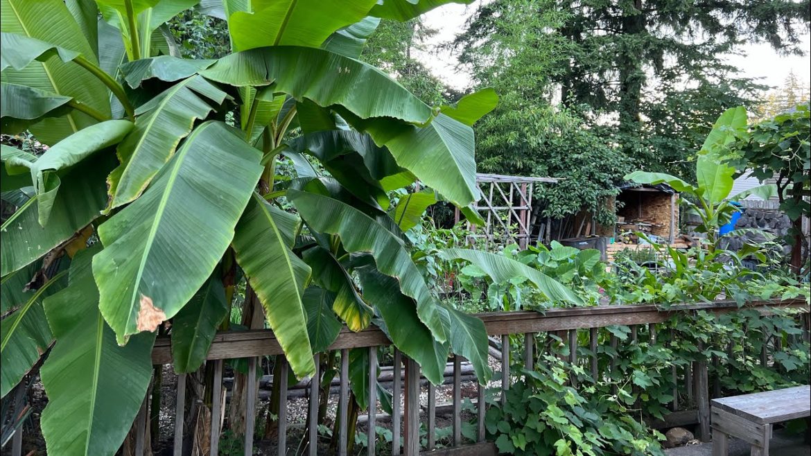 GARDEN TOUR: Family Friendly Backyard Landscaping Ideas