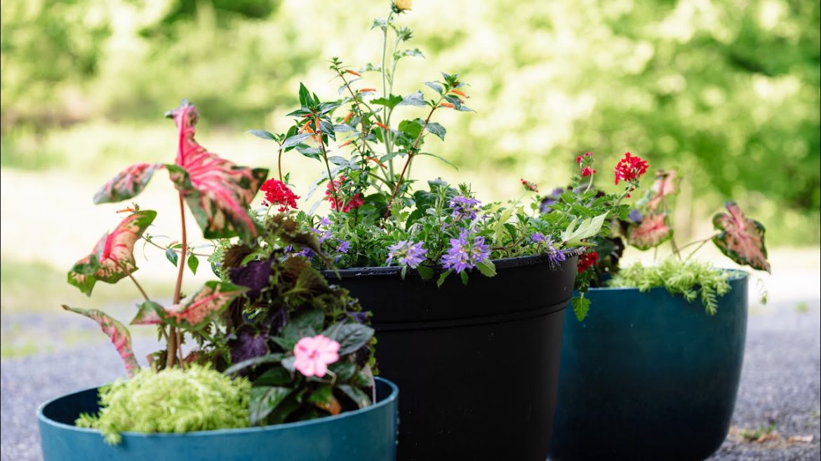 The Container Gardening Project – A New Beginning The Container Gardening Project - A New Beginning