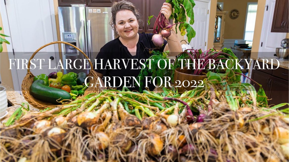 First LARGE harvest of the BACKYARD GARDEN for 2022 First LARGE harvest of the BACKYARD GARDEN for 2022