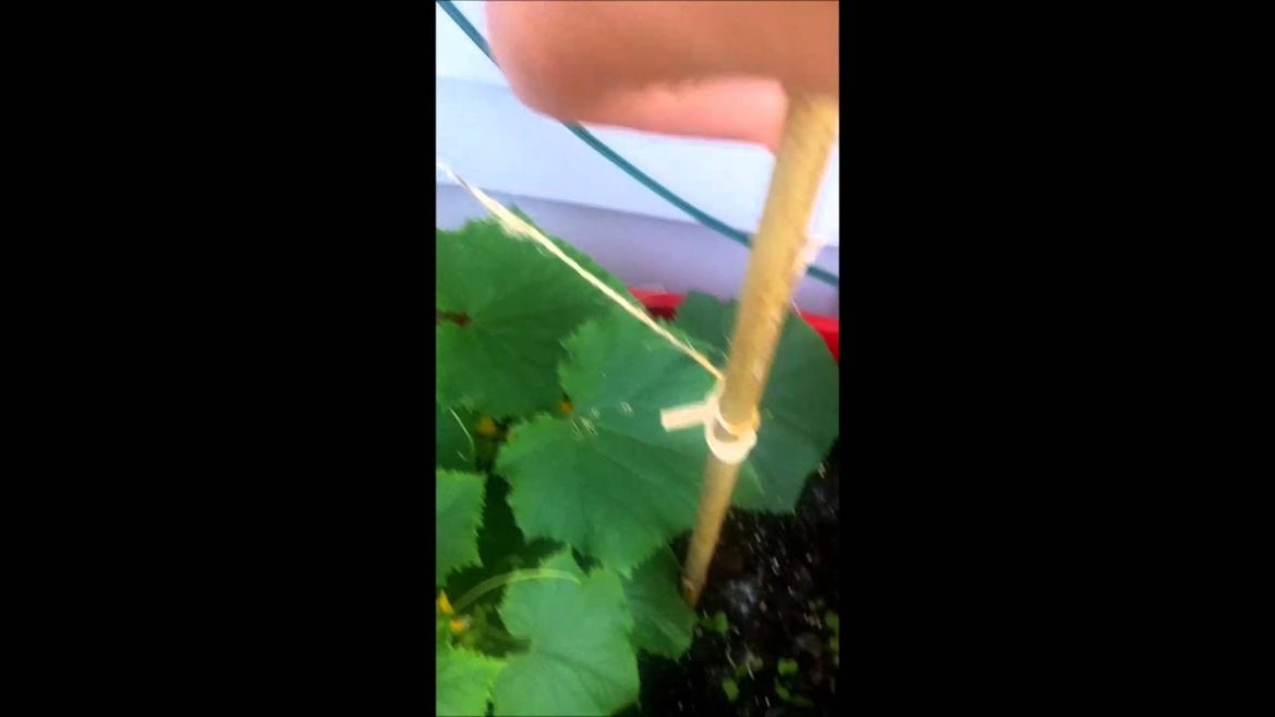 DIY Inexpensive Container Garden Trellis DIY Inexpensive Container Garden Trellis