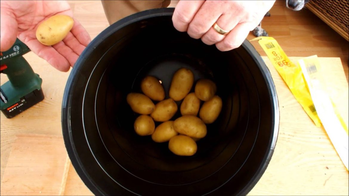 Disabled access organic vegetable gardening, on a patio, in pots.