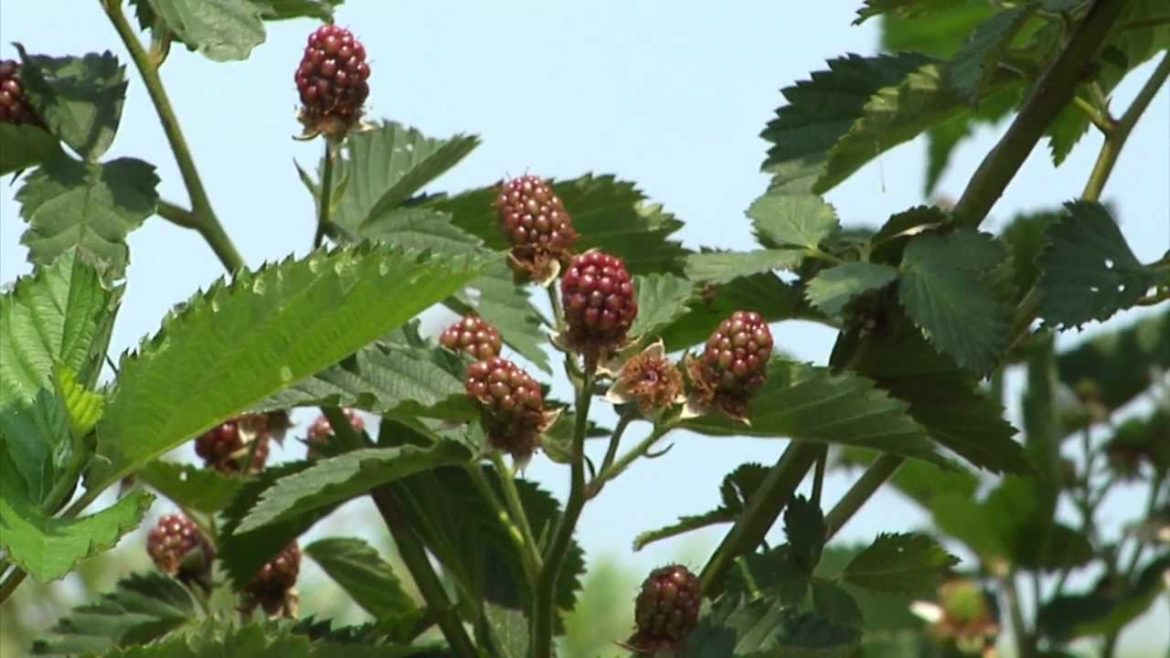 Gardening Guide #10: Edible Landscapes