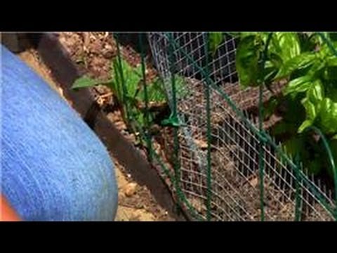 Vegetable Gardening : How to Get Rid of Rabbits in Vegetable Gardens Vegetable Gardening : How to Get Rid of Rabbits in Vegetable Gardens