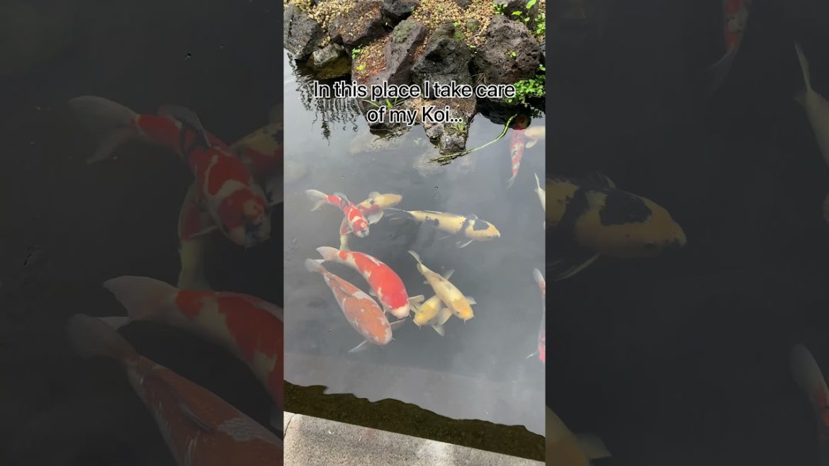 My Japanese life, Japanese garden, koi, bonsai and pots. My Japanese life, Japanese garden, koi, bonsai and pots.