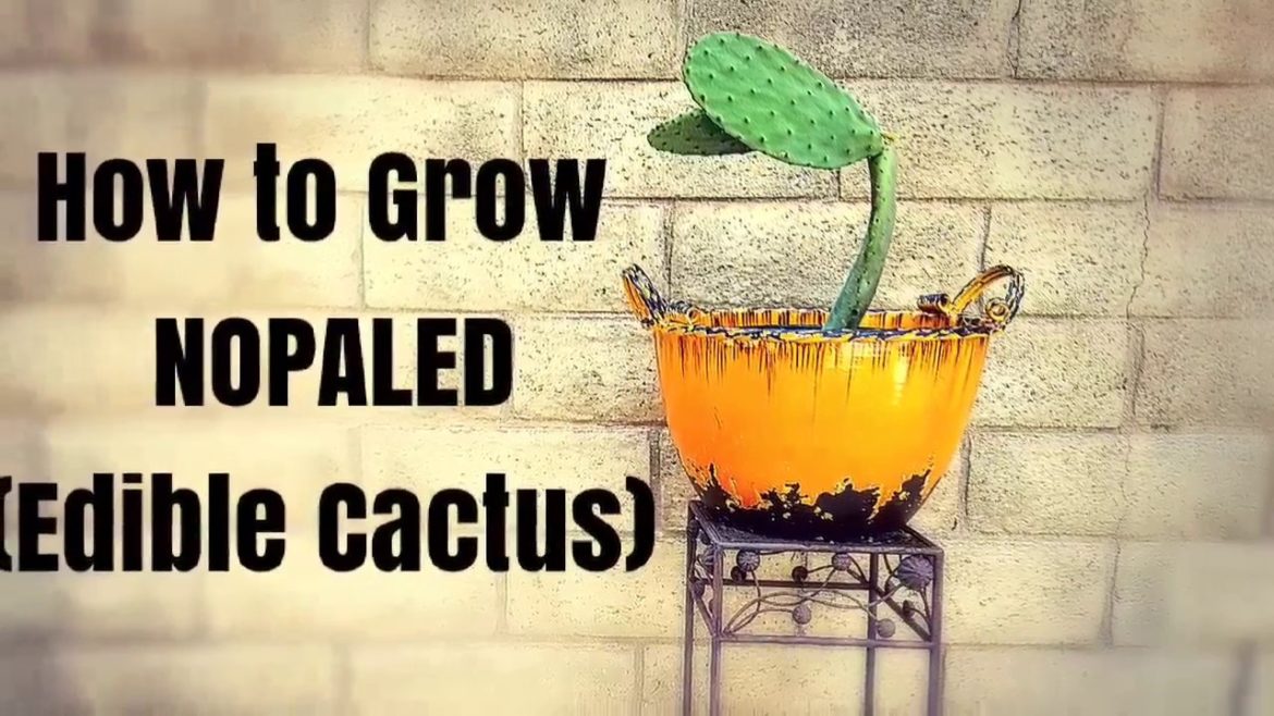 How to Grow NOPALES (Edible Cactus) / Urban gardening / Edible Landscapr