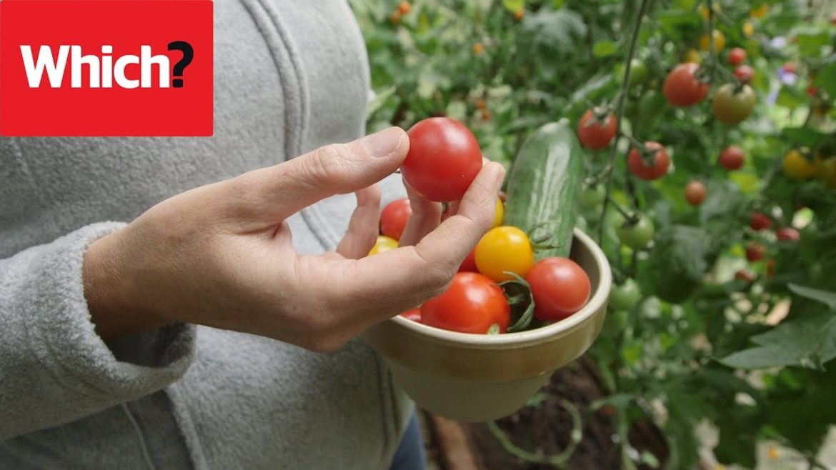 Vegetable gardening jobs for August – Which? Gardening Vegetable gardening jobs for August - Which? Gardening