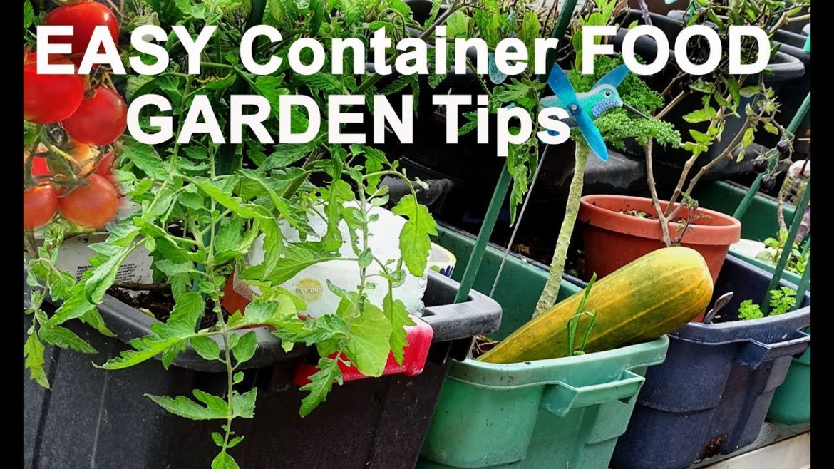 Set-up Fast Vegetable Garden Container Gardening/Raised Bed TOTES Growing Tons of Food Tomato Plants