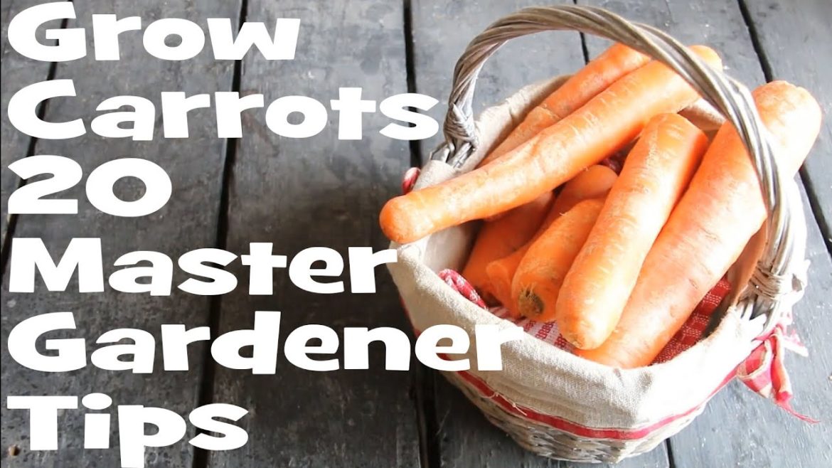 How to Grow Carrots: 20 Master Gardener Tips How to Grow Carrots: 20 Master Gardener Tips