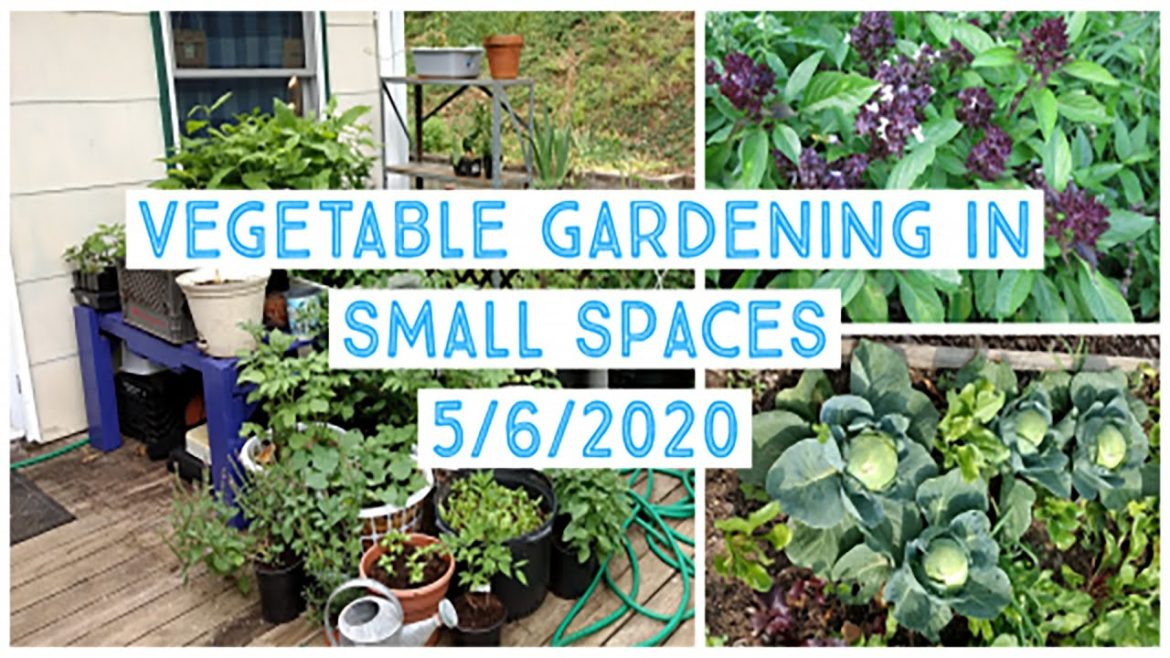 Vegetable Gardening in Small Spaces – Webinar Vegetable Gardening in Small Spaces - Webinar