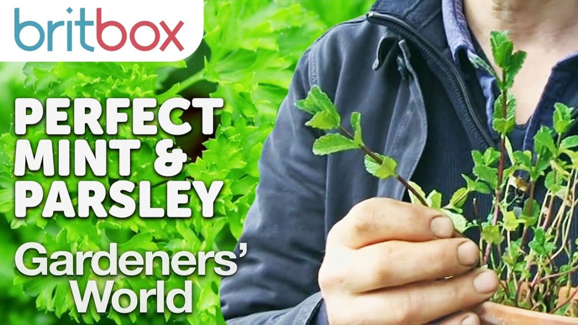 Growing the Perfect Parsley and Having Unlimited Mint | Top Tips | Gardeners' World Growing the Perfect Parsley and Having Unlimited Mint | Top Tips | Gardeners' World