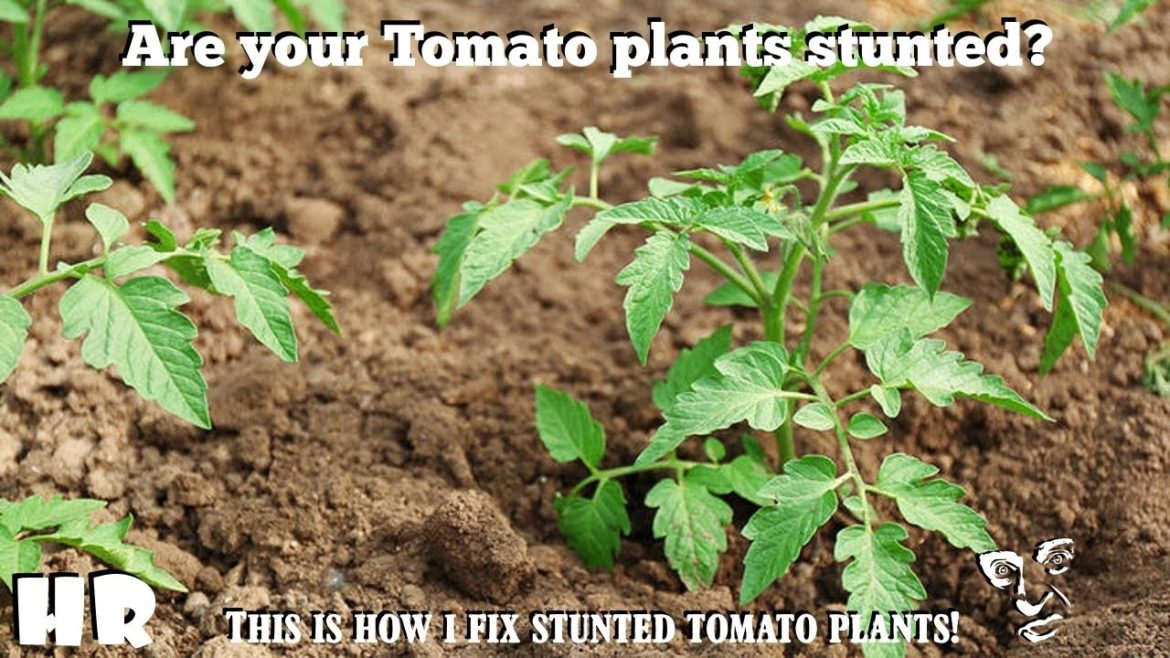 ⟹ How To Recover Stunted Tomato Plants | Garden Tips #tomatoes ⟹ How To Recover Stunted Tomato Plants | Garden Tips #tomatoes