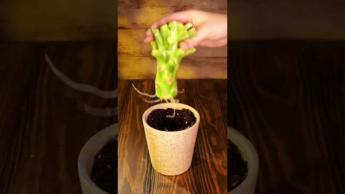 Simple Tips For Your Inner Gardener #Shorts