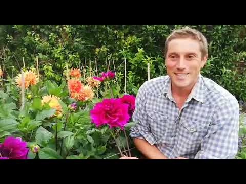 Top Tips for Dahlias with Head Gardener Tom Brown Top Tips for Dahlias with Head Gardener Tom Brown