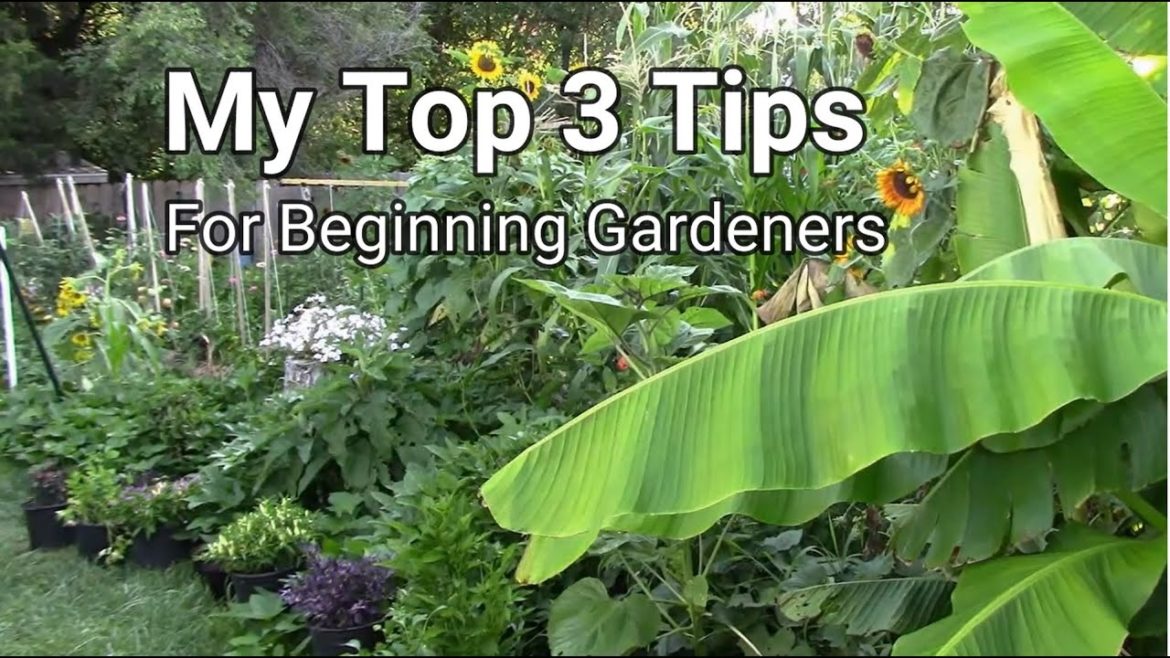 My Top 3 Gardening Tips For Beginning Gardeners – Tips For Beginners My Top 3 Gardening Tips For Beginning Gardeners - Tips For Beginners