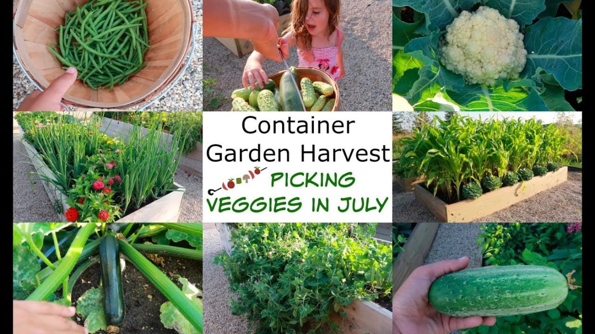 Container Garden Harvest, Picking Vegetables in July, Raised Bed Gardening