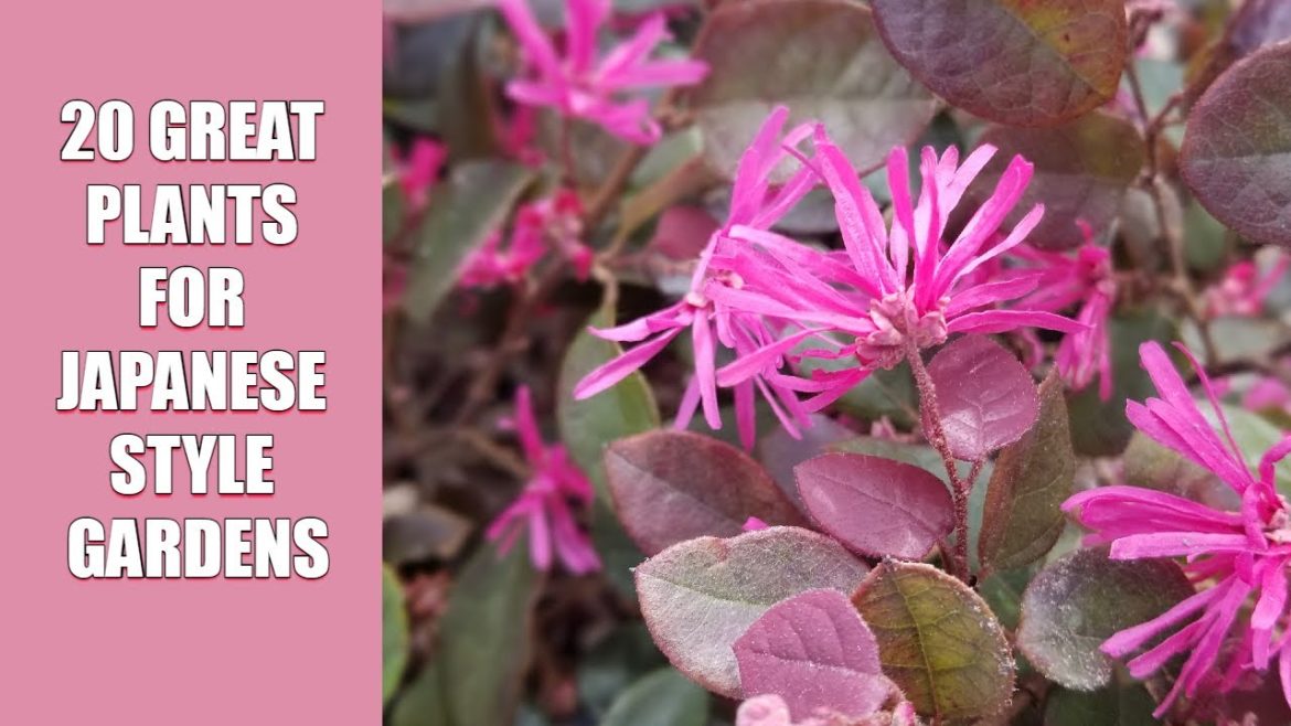 20 Great Plants for Japanese Style Gardens 20 Great Plants for Japanese Style Gardens