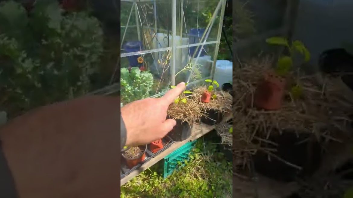 I added a container garden