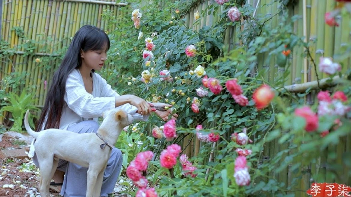 (笋)Best Time of Year to Comsume Juicy and Tender Bamboo Shoots; Pick As Much As You Like|Liziqi (笋)Best Time of Year to Comsume Juicy and Tender Bamboo Shoots; Pick As Much As You Like|Liziqi