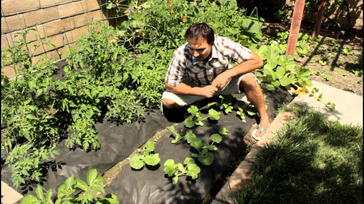 Crookneck Squash Garden Growing Tips with California Gardener