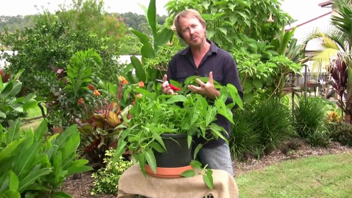 Vegetable Gardening: Growing kang kong - easy leafy greens