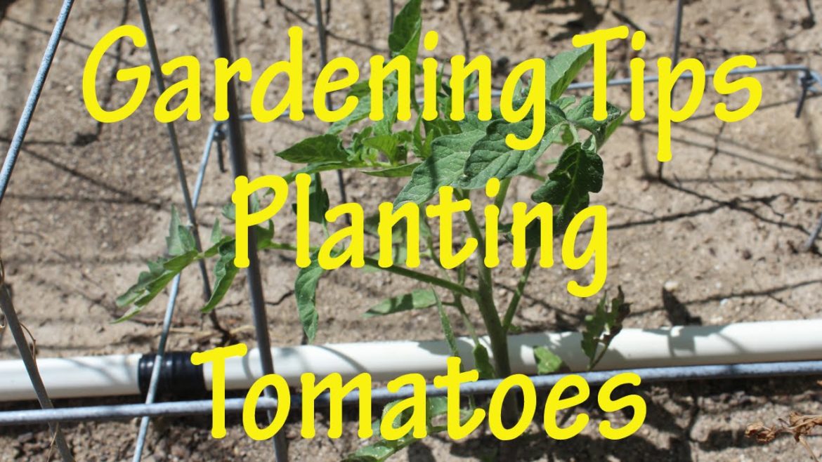 Gardening Tips: Planting Tomatoes (Ep 8)