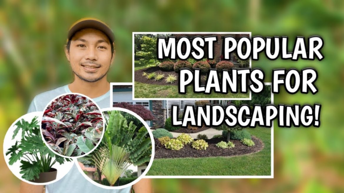 MOST POPULAR PLANTS FOR LANDSCAPING