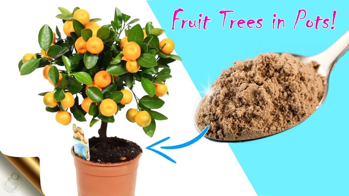 TRICKS TO GROW FRUIT TREES IN CONTAINER GARDENING TRICKS TO GROW FRUIT TREES IN CONTAINER GARDENING