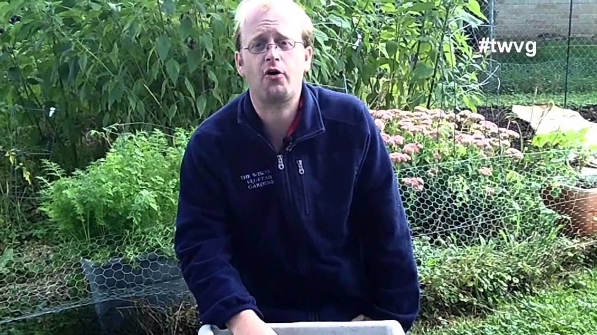 Harvesting Beets, Planting Bok Choy & Tree Tips – The Wisconsin Vegetable Gardener Harvesting Beets, Planting Bok Choy & Tree Tips - The Wisconsin Vegetable Gardener