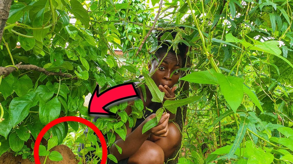 What I Found In A Northern Ghana Home Backyard Garden Shocked Me