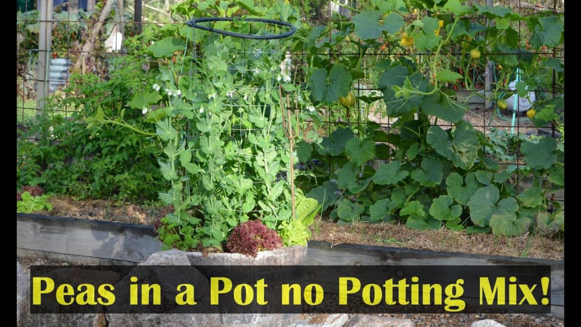 Growing Peas in a Pot Container Gardening Small Spaces Growing Peas in a Pot Container Gardening Small Spaces