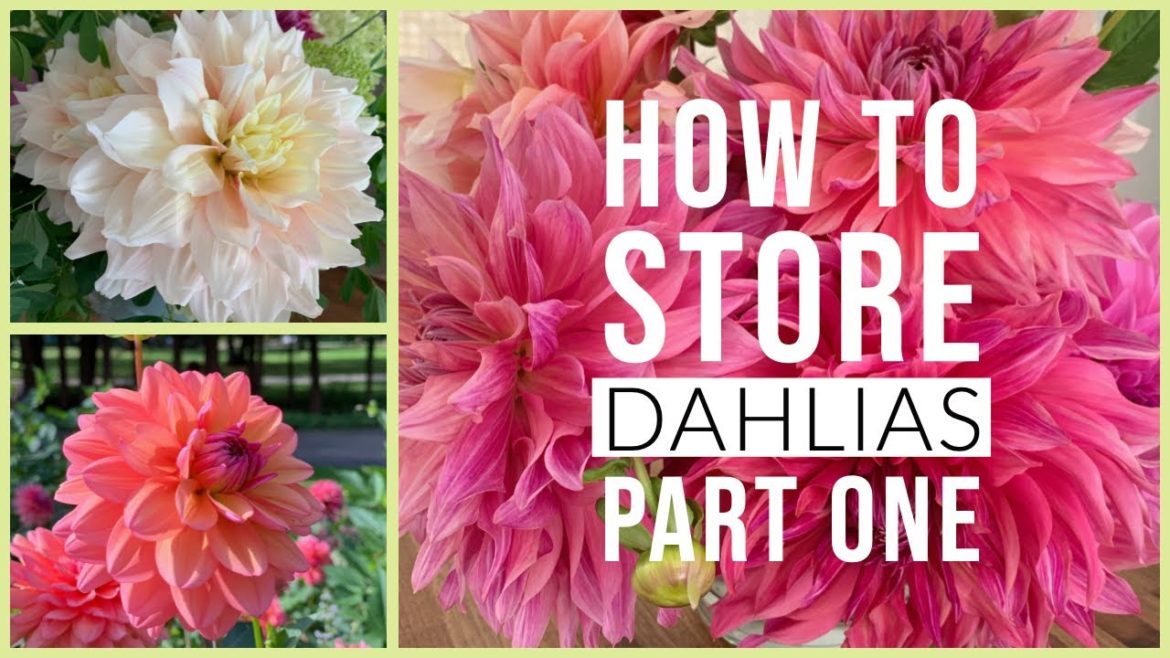 HOW TO STORE DAHLIAS | Part 1 | The Impatient Gardener