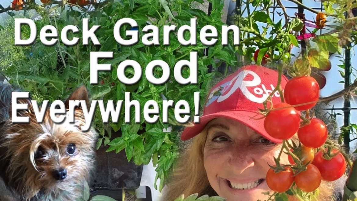 Container Garden TIPS Vegetable Gardening on Deck Patio Watermelon Herbs Tomatoes Totes & Pot Plants Container Garden TIPS Vegetable Gardening on Deck Patio Watermelon Herbs Tomatoes Totes & Pot Plants