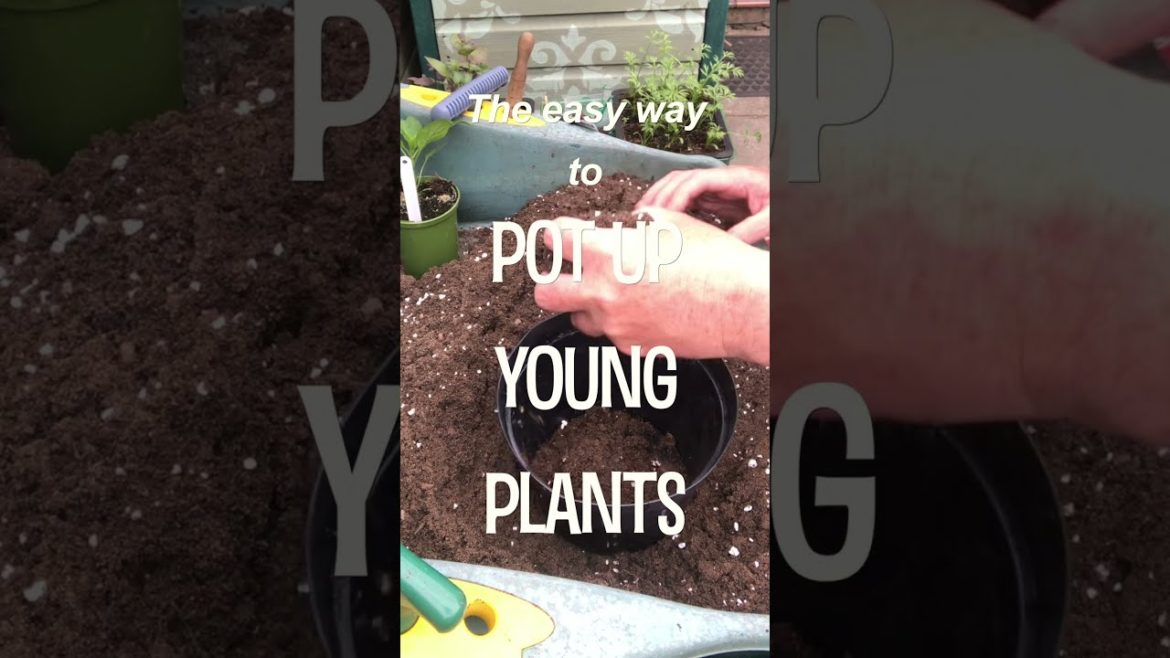 Gardening Tips | The EASY Way to Pot Up Young Plants! | Garden Ideas | #short​​